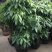 发财树盆栽大植物室内客厅大树桩发财树大型开业乔迁绿植树步