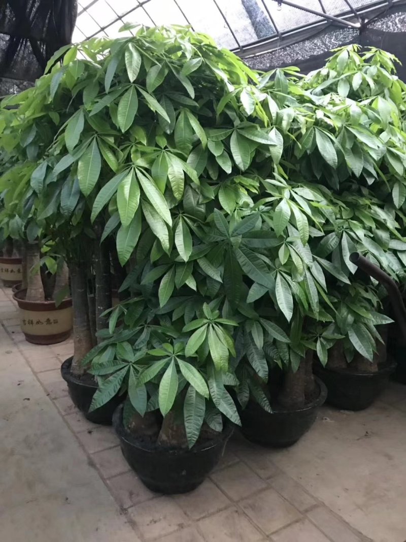 发财树盆栽大植物室内客厅大树桩发财树大型开业乔迁绿植树步