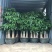 发财树盆栽大植物室内客厅大树桩发财树大型开业乔迁绿植树步