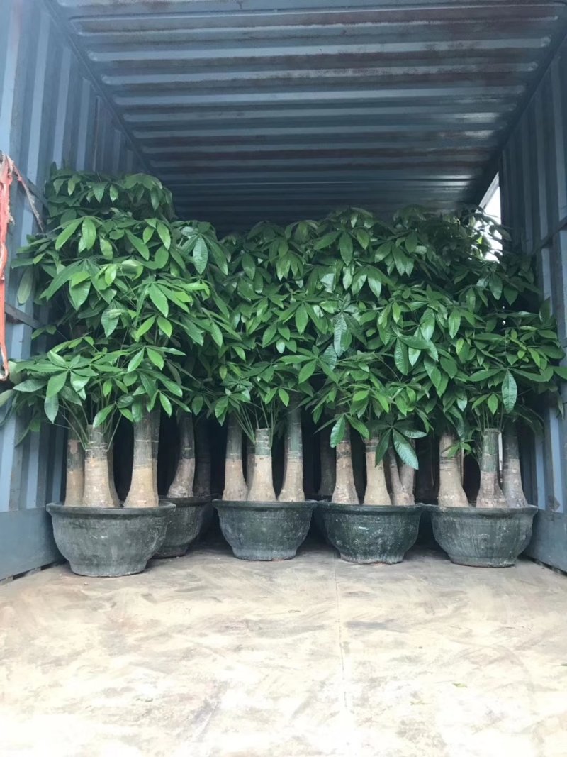 发财树盆栽大植物室内客厅大树桩发财树大型开业乔迁绿植树步