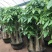 发财树盆栽大植物室内客厅大树桩发财树大型开业乔迁绿植树步