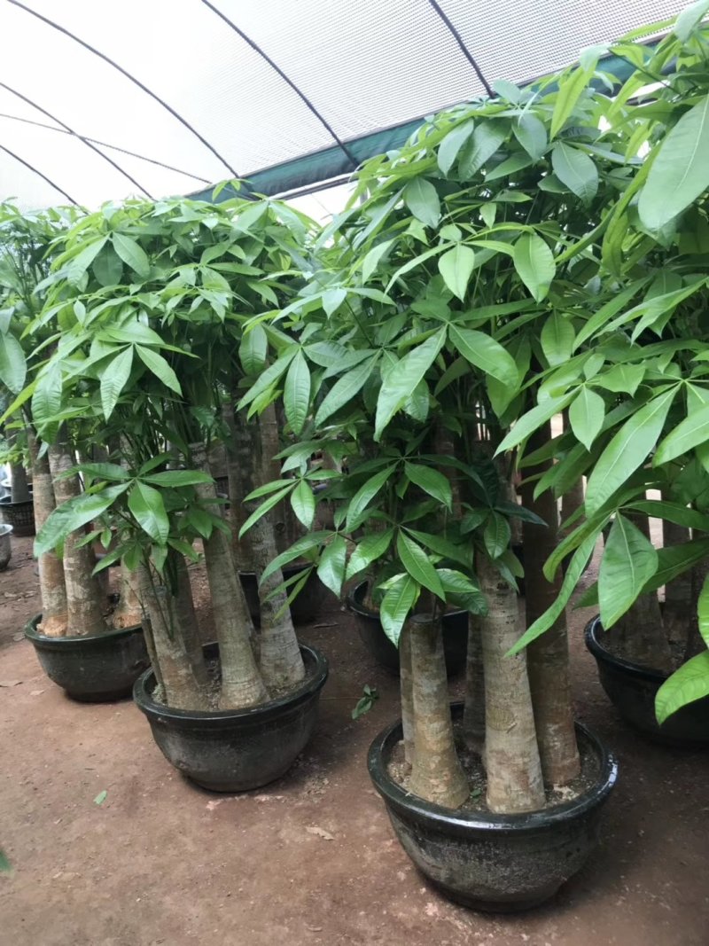 发财树盆栽大植物室内客厅大树桩发财树大型开业乔迁绿植树步