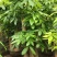 发财树盆栽大植物室内客厅大树桩发财树大型开业乔迁绿植树步