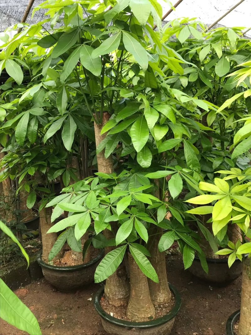 发财树盆栽大植物室内客厅大树桩发财树大型开业乔迁绿植树步