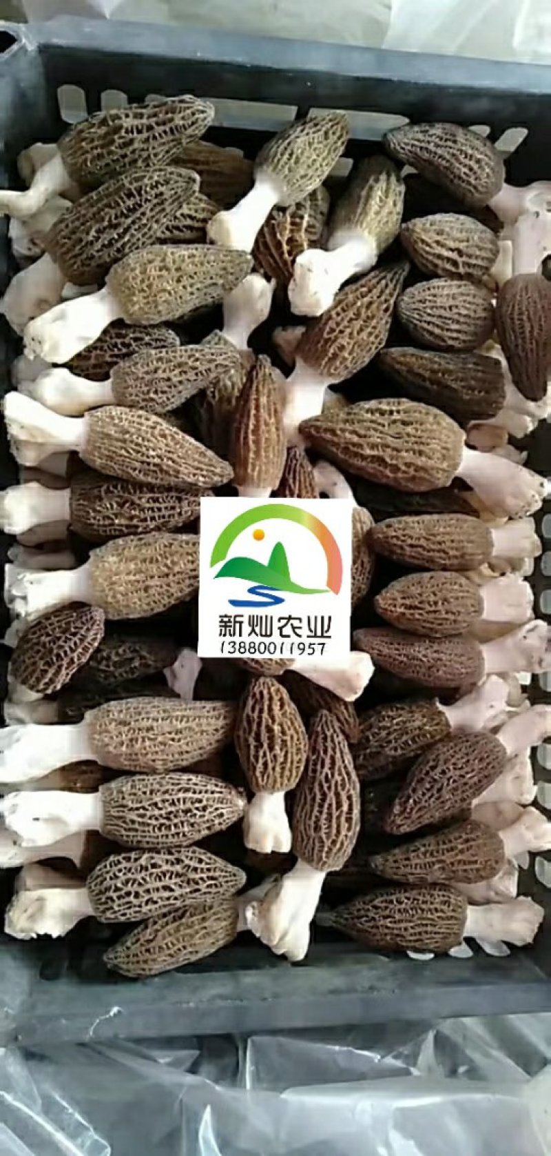 2020年羊肚菌鲜货上市！！