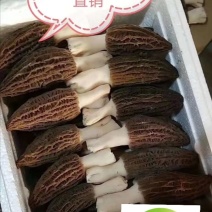 2020年羊肚菌鲜货上市！！