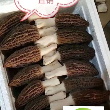 2020年羊肚菌鲜货上市！！