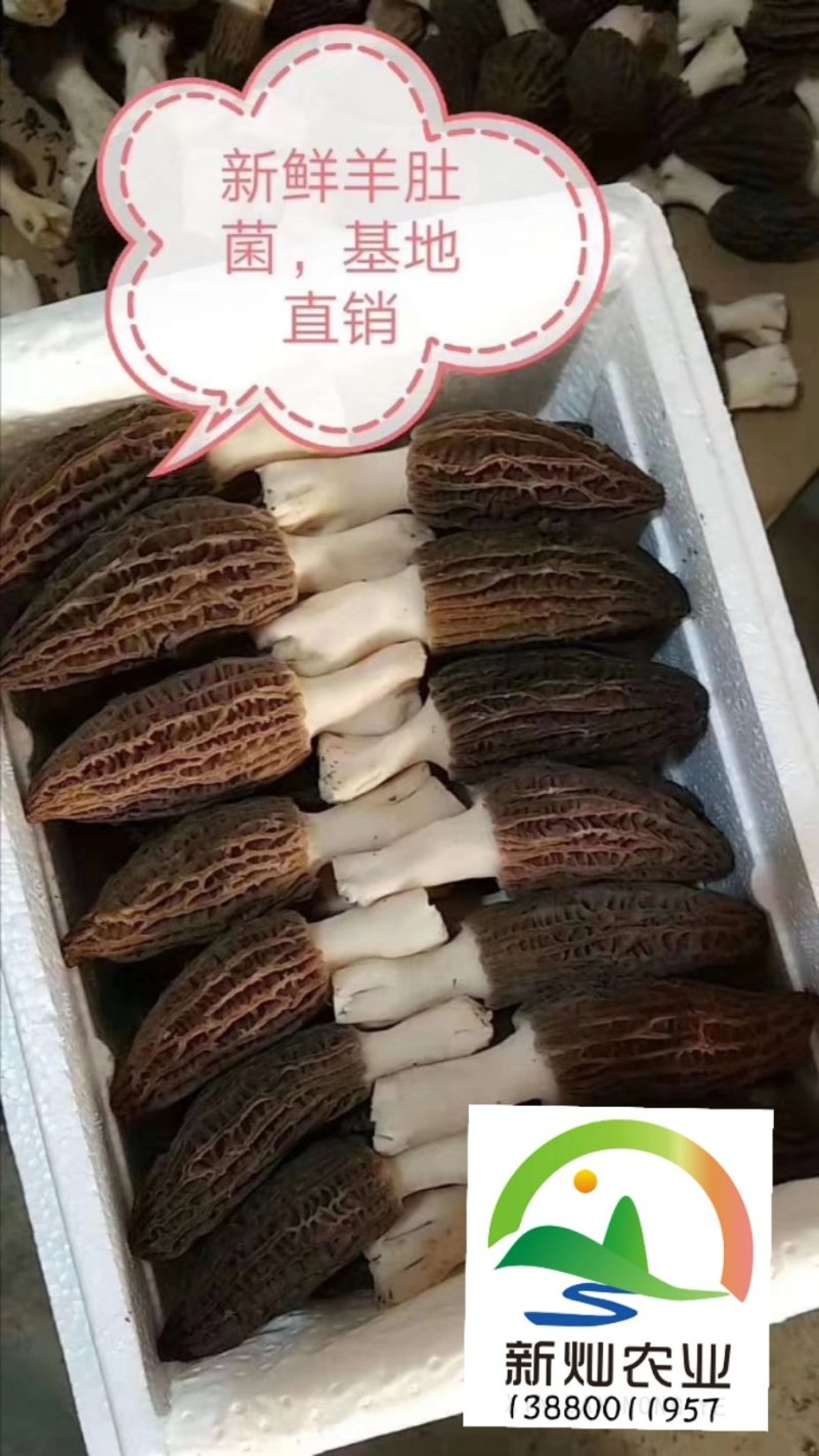 2020年羊肚菌鲜货上市！！
