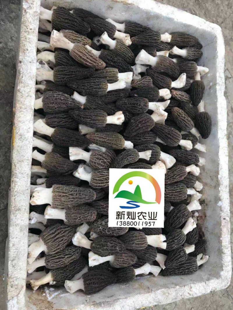 2020年羊肚菌鲜货上市！！