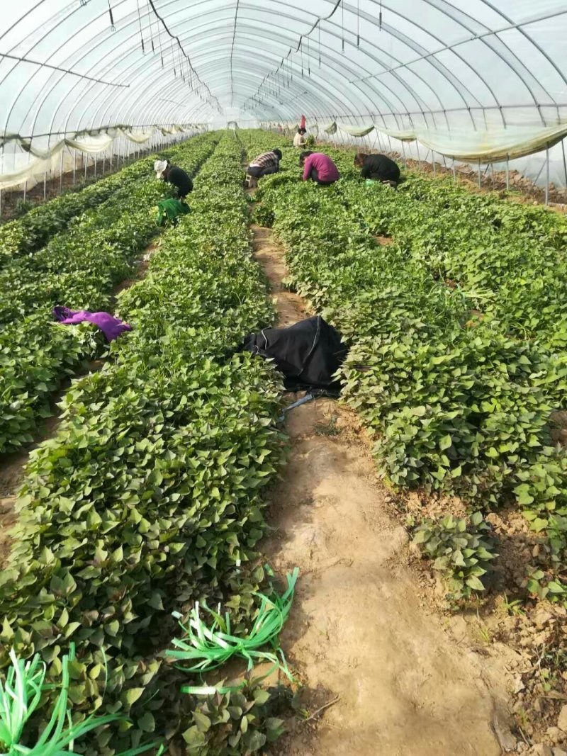 【济薯26·板栗薯】脱毒原原种级，提供技术指产地供应