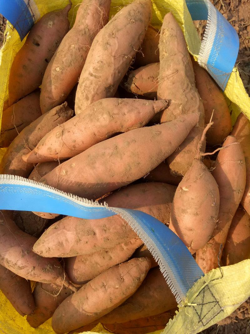 【济薯26·板栗薯】脱毒原原种级，提供技术指产地供应