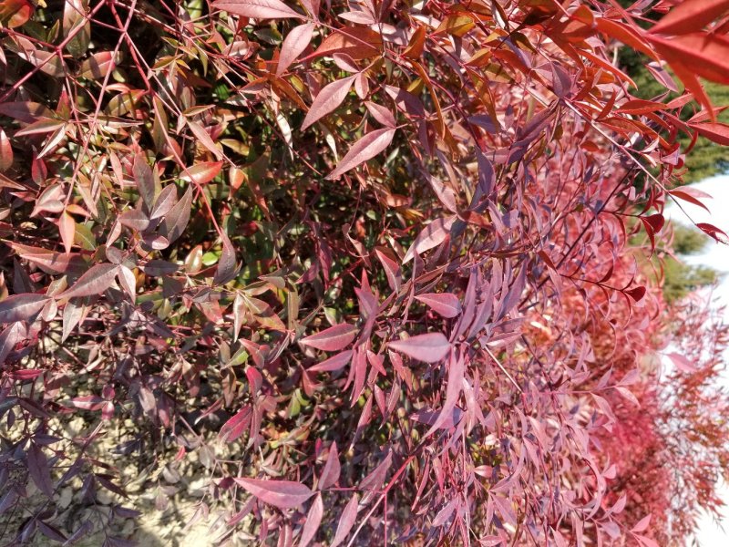 南天竹，常年大量直销(高度20CM一70CM)
