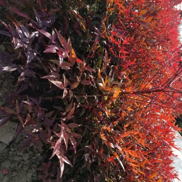 南天竹，常年大量直销(高度20CM一70CM)