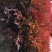 南天竹，常年大量直销(高度20CM一70CM)