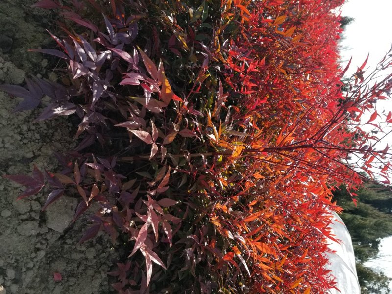 南天竹，常年大量直销(高度20CM一70CM)