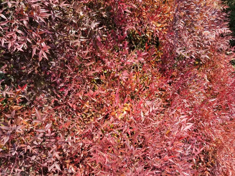 南天竹，常年大量直销(高度20CM一70CM)