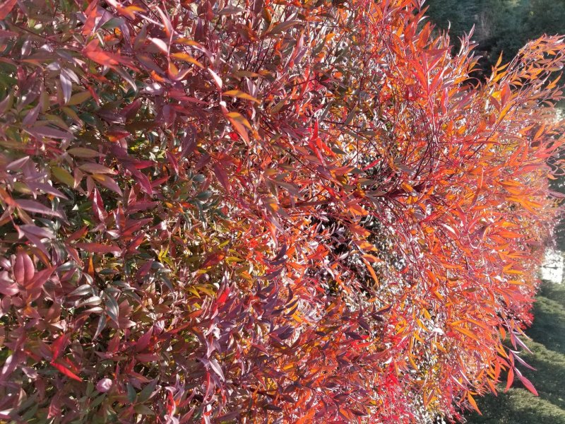 南天竹，常年大量直销(高度20CM一70CM)