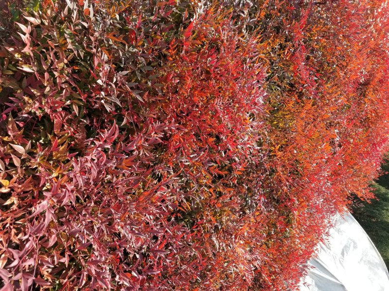 南天竹，常年大量直销(高度20CM一70CM)
