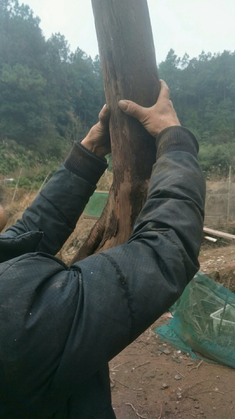 大量供应老桩地景乌饭叶树