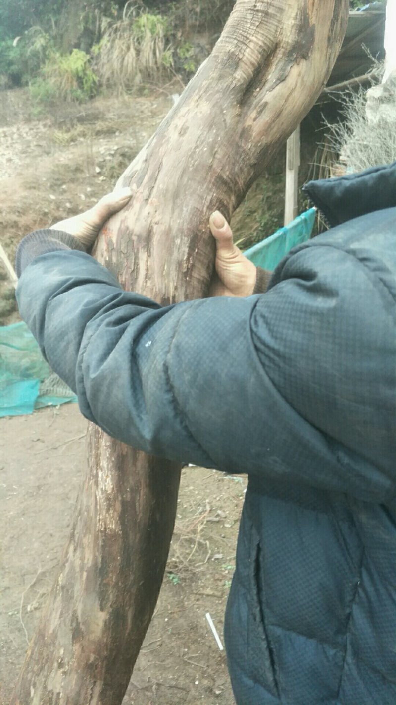 大量供应老桩地景乌饭叶树