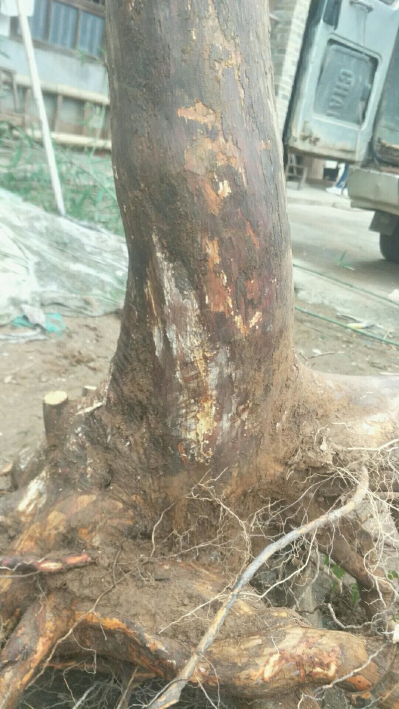 大量供应老桩地景乌饭叶树