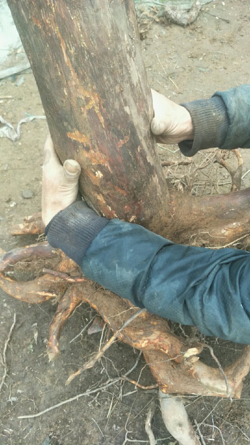 大量供应老桩地景乌饭叶树