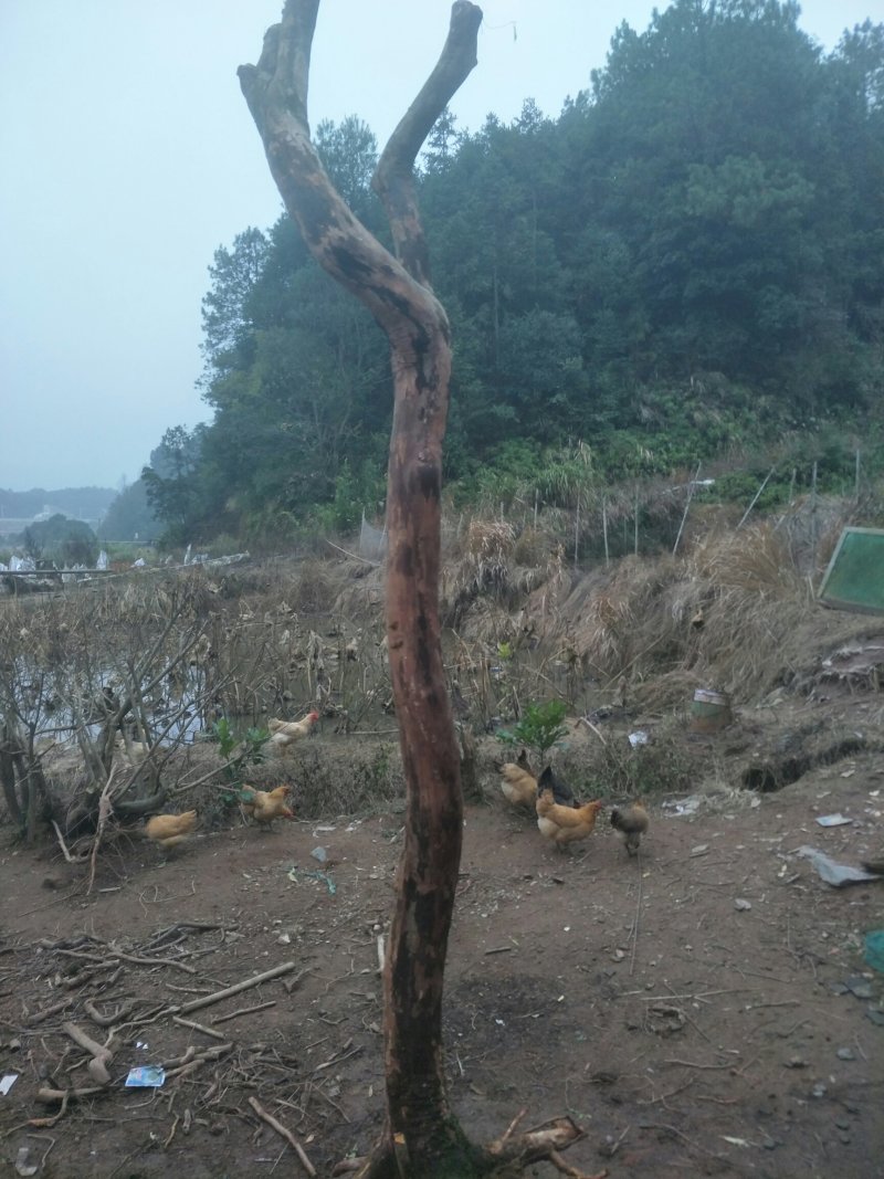 大量供应老桩地景乌饭叶树