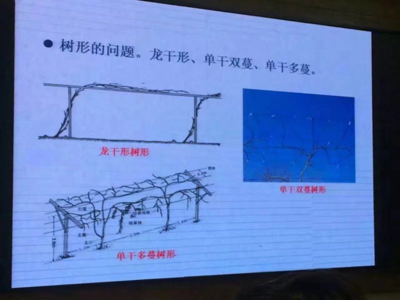 红佳丽软枣猕猴桃苗软枣猕猴桃苗批发优质软枣猕猴桃苗