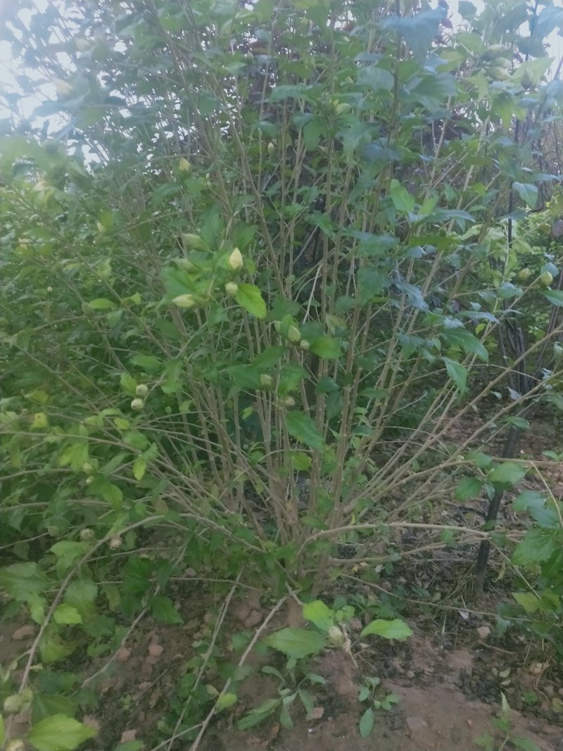 木槿：大冠幅木槿，绿化工程苗木