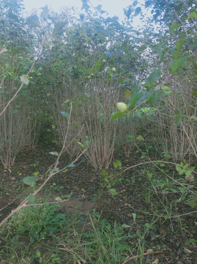 木槿：大冠幅木槿，绿化工程苗木