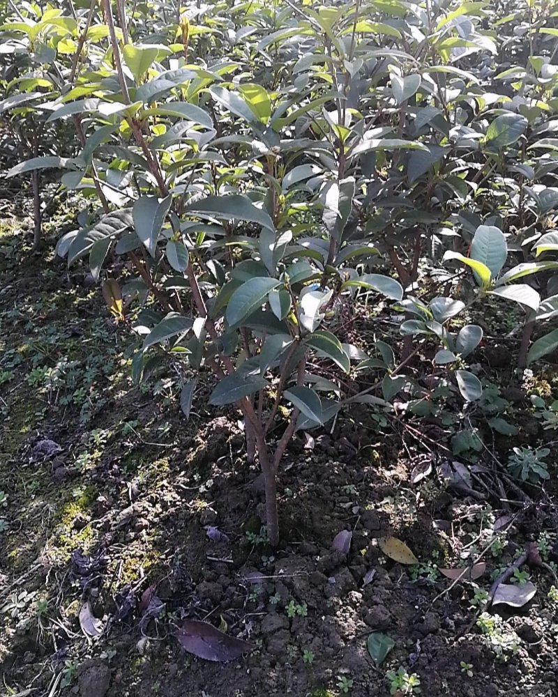 地栽盆栽四季桂金桂丹桂小苗品质优良免费包邮