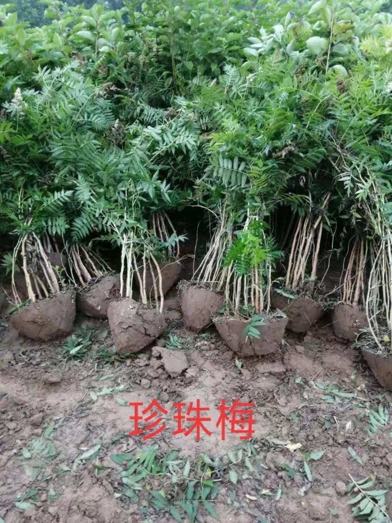 珍珠梅：大冠幅珍珠梅：绿化苗木