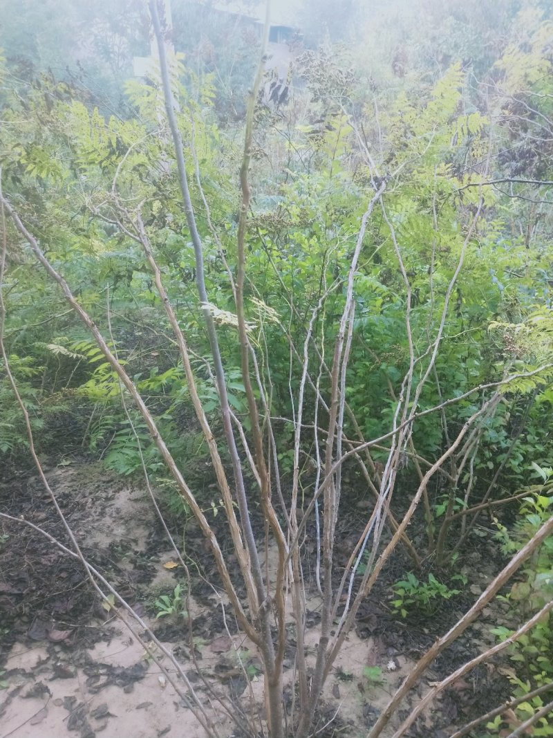 珍珠梅：大冠幅珍珠梅：绿化苗木