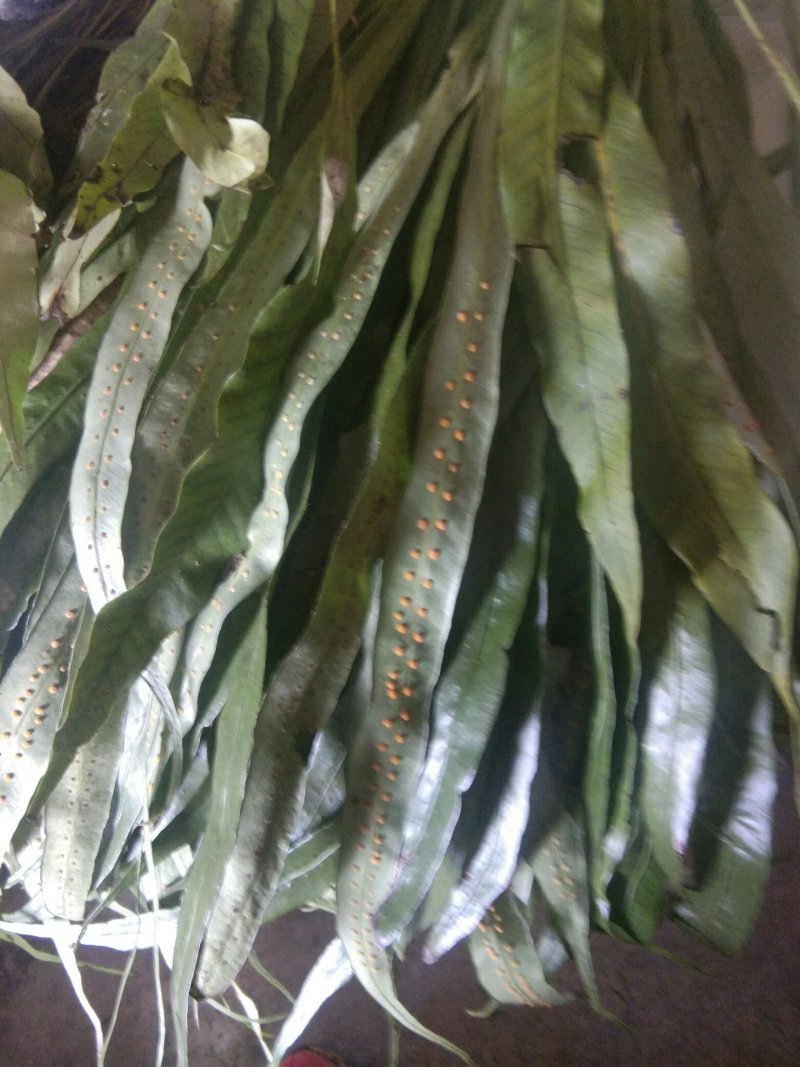 野生大叶石苇，小叶肾精茶化石草欢迎订单