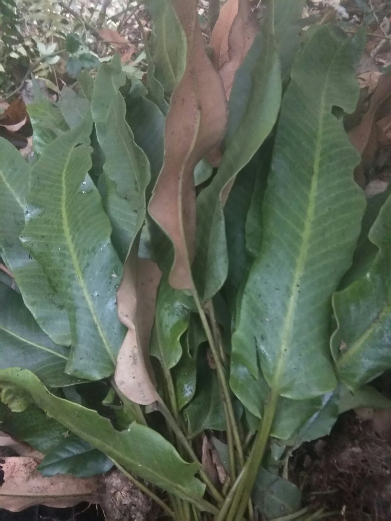 野生大叶石苇，小叶肾精茶化石草欢迎订单