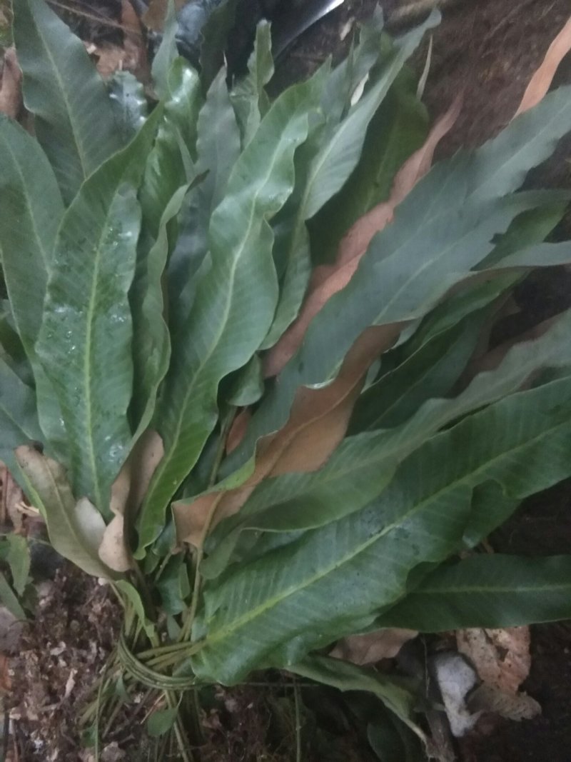 野生大叶石苇，小叶肾精茶化石草欢迎订单