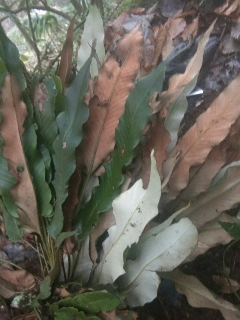 野生大叶石苇，小叶肾精茶化石草欢迎订单