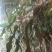 野生大叶石苇，小叶肾精茶化石草欢迎订单