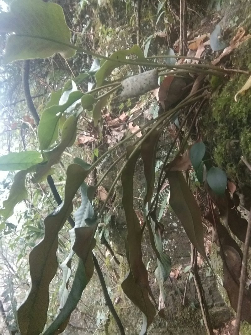 野生大叶石苇，小叶肾精茶化石草欢迎订单