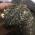 雪花王广西横州市茉莉飘雪茉莉花茶浓香型特级花茶