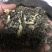 雪花王广西横州市茉莉飘雪茉莉花茶浓香型特级花茶