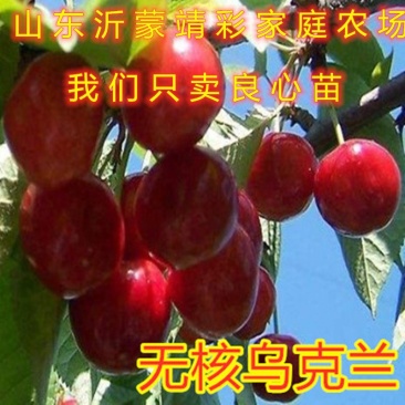 无核乌克兰大樱桃苗无核樱桃苗嫁接樱桃树苗品种樱桃苗