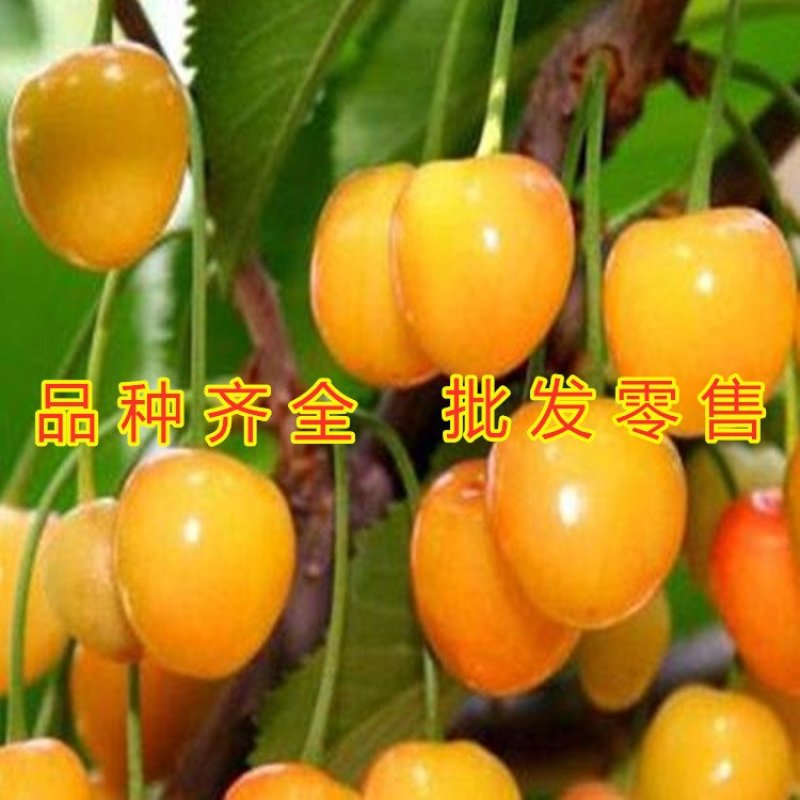 无核乌克兰大樱桃苗无核樱桃苗嫁接樱桃树苗品种樱桃苗