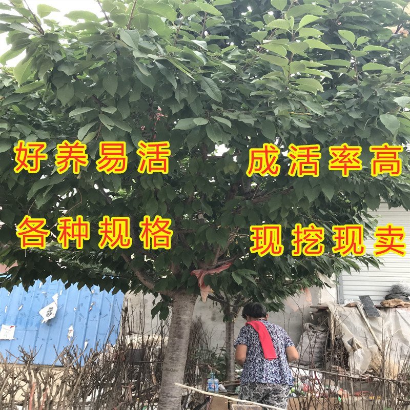 无核乌克兰大樱桃苗无核樱桃苗嫁接樱桃树苗品种樱桃苗