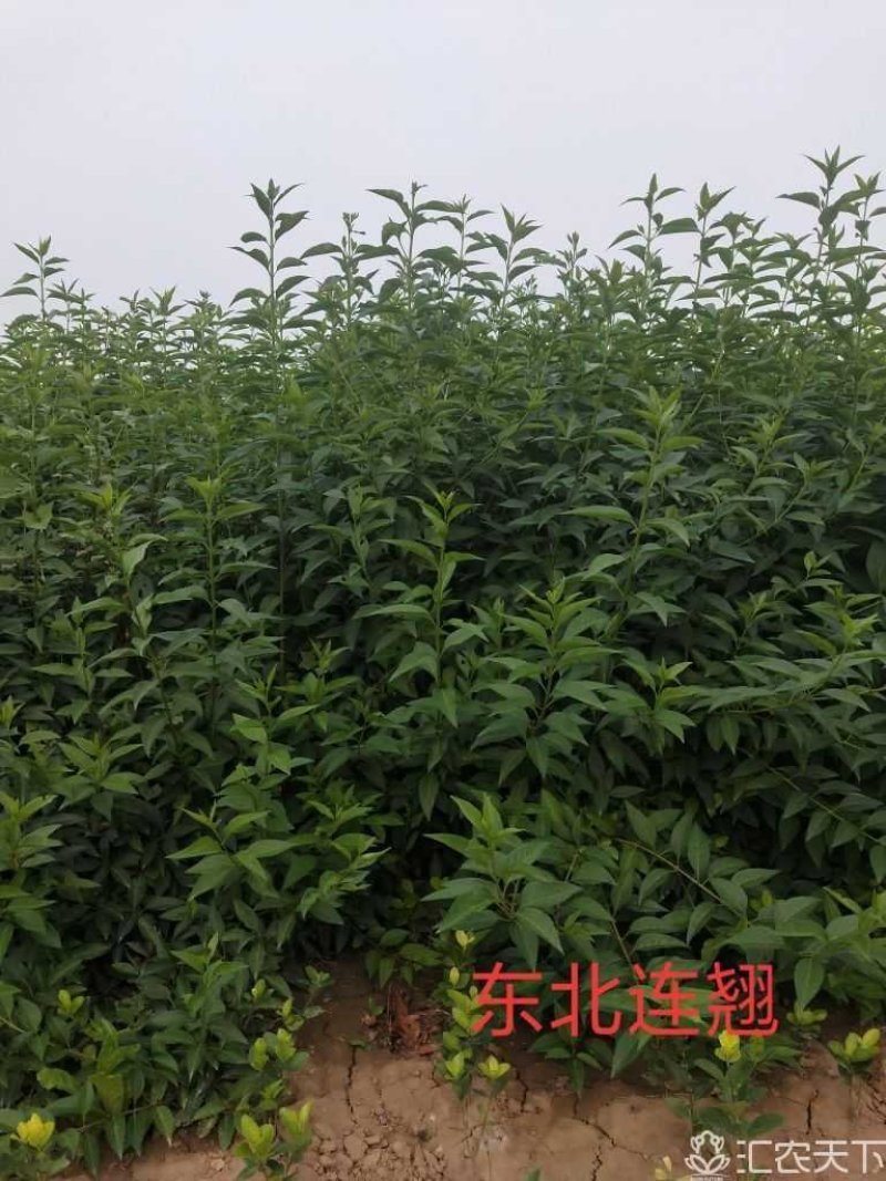 连翘：大冠幅东北连翘：绿化工程苗木