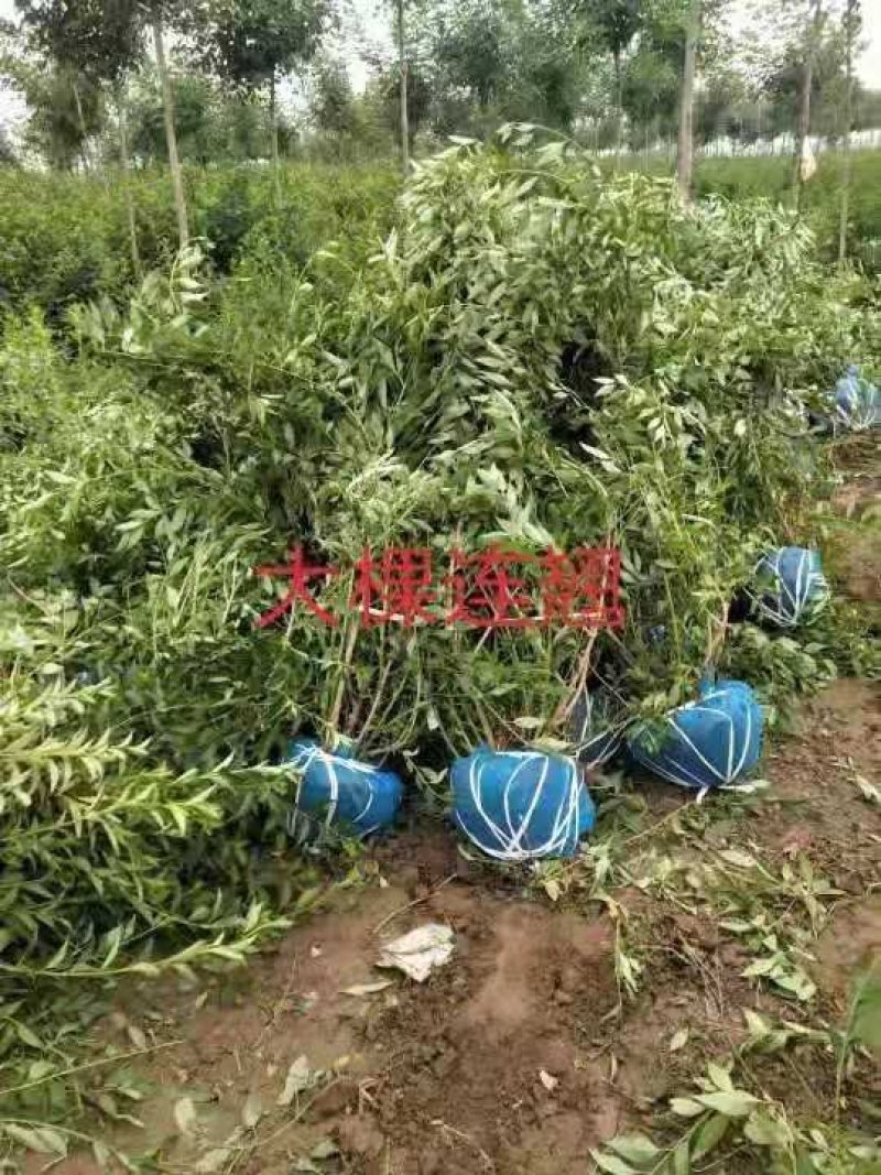 连翘：大冠幅东北连翘：绿化工程苗木
