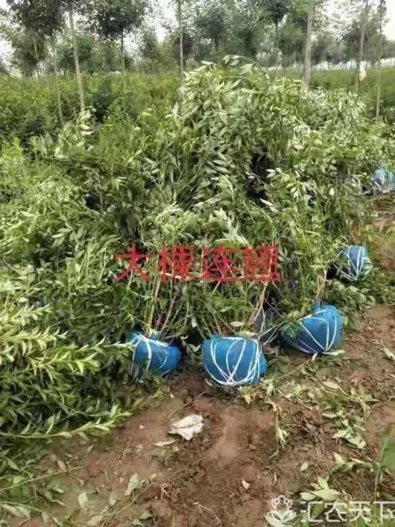 连翘：大冠幅东北连翘：绿化工程苗木