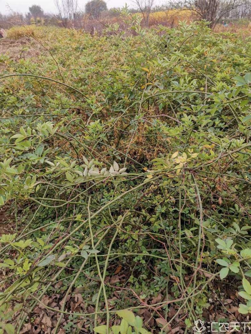 蔷薇：大冠蔷薇：绿化工程苗木