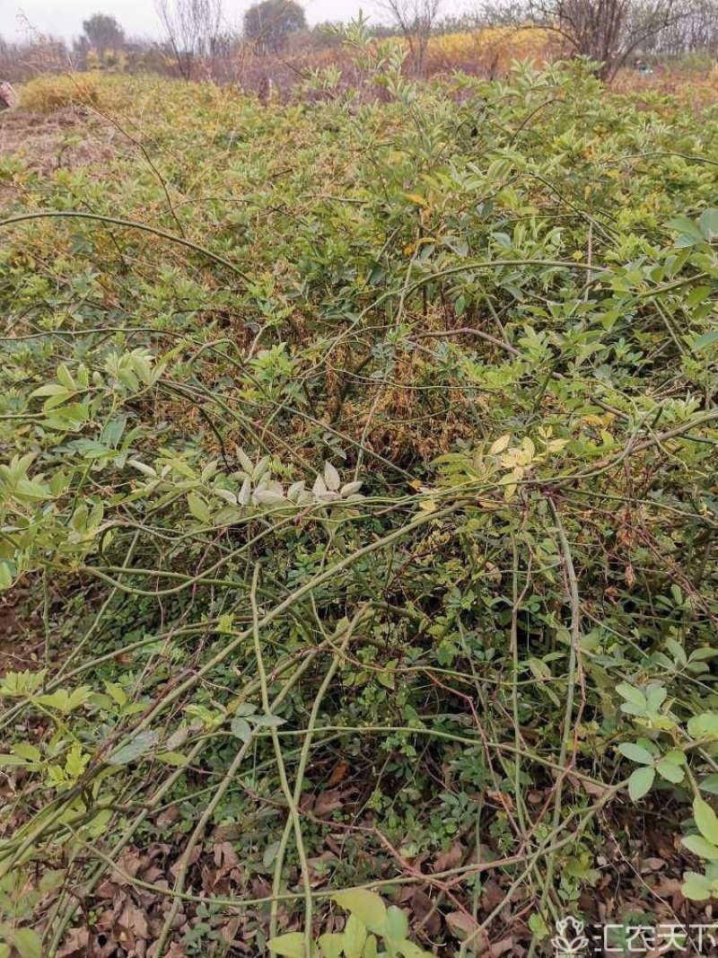 蔷薇：大冠蔷薇：绿化工程苗木