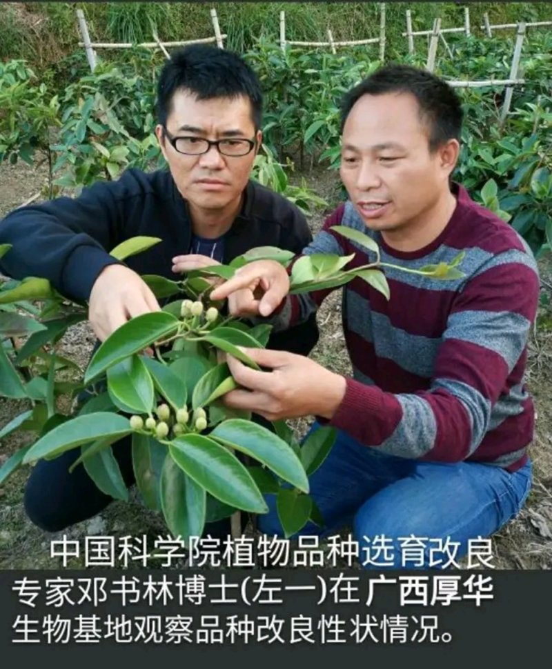 福娜公主甜蜜单细核品种与科学家联手签约收购
